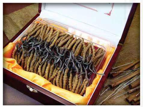 铜川冬虫夏草回收